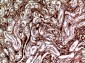 M-CSF Polyclonal Antibody
